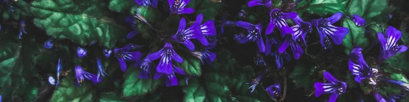 Lush purple flowers with green leaves in Okayama's serene garden setting.