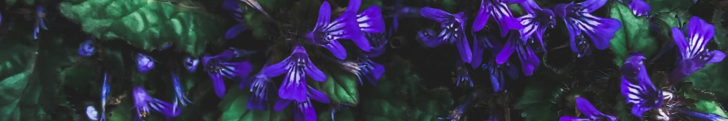 Lush purple flowers with green leaves in Okayama's serene garden setting.